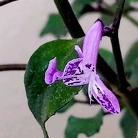 モナラベンダー,ベランダの画像