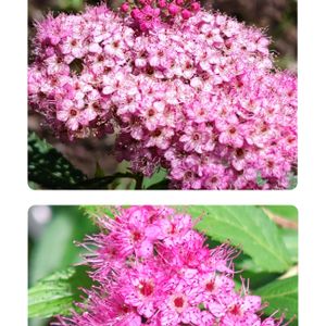 シモツケ ,花のある暮らし,植中毒,花自慢,花中毒の画像