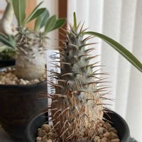 パキポディウム・グラキリス,塊根植物,コーデックス,窓際,パキポディウム属の画像