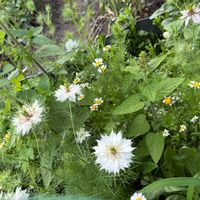 ニゲラ,謎の花,家庭菜園の画像
