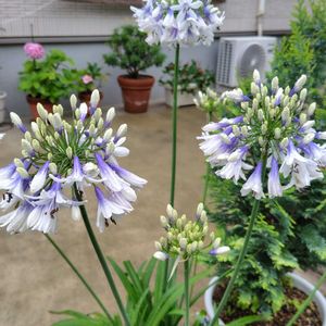 アガパンサス,薔薇,栄養系コリウスの画像