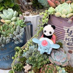 多肉寄せ植え,パンダの日,GS日和,庭の画像