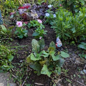 植え付け,買い物,みまもり隊,風に揺れる花,おうち園芸の画像