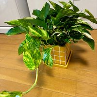 ポトス,観葉植物,水挿し,インテリアグリーン,剪定の画像