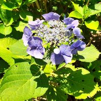 アジサイ,紫陽花,万華鏡,ガクアジサイ,ヤマアジサイ✴︎の画像