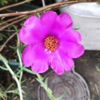 マツバボタン,爪切草,サンパラソルジャイアント,Qちゃん漬けの画像