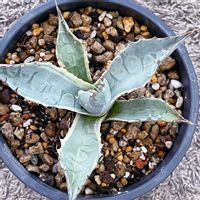 アガベ,オバティサナ  シースター,オバティサナ  シースター,多肉植物,植物大好きの画像