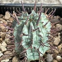 ユーフォルビア・ホリダ,ユーフォルビアホリダ,多肉植物,ユーフォルビア,植物大好きの画像