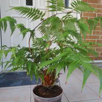 タカワラビ,キンモウコウ,観葉植物,植え替え,シダ植物の画像
