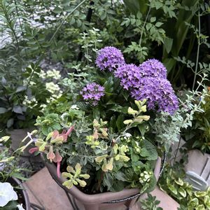 ペンタス,寄せ植え,ガーデニング,白い花,よせ植えの画像