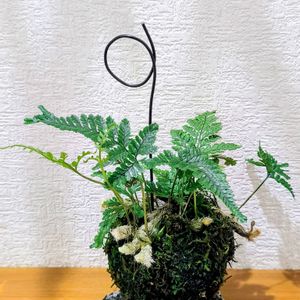 トキワシノブ,観葉植物,苔玉,花のある暮らし,緑のある暮らしの画像