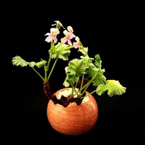 ペラルゴニウム,ペラルゴニウム・ミラビレ,塊根植物,コーデックス,南アフリカ原産の画像