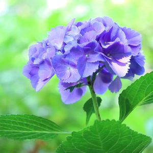 アジサイ,かわいいな♡,今日の一枚,花のある暮らし,植中毒の画像