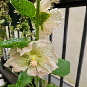 タチアオイ,ホリホック（タチアオイ）,ホリホック　チャモイローズ,鉢植え,明るい日陰の画像