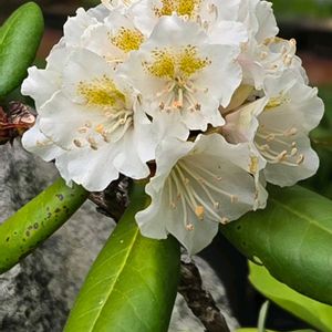 小さな庭,お出かけ先の画像
