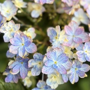 アジサイ,泉鳥,アジサイ 泉鳥,紫陽花　あじさい　アジサイ,紫陽花 アジサイ あじさいの画像