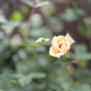 バラ ジュリア,マイガーデン,ばら バラ 薔薇,小さな庭,庭の画像