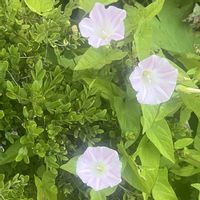 夕顔の画像