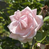 薔薇,庭の植物,自宅庭,庭の画像