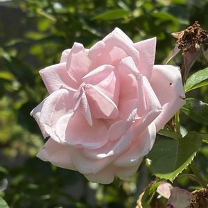 薔薇,庭の植物,自宅庭,庭の画像