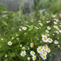 カモミール,かすみ草 宿根,ハーブのある暮らし,共同菜園借りてます,畑の縁取りの画像