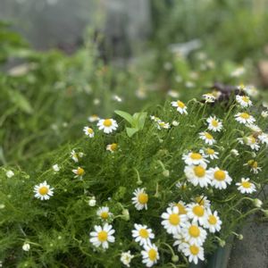 カモミール,かすみ草 宿根,ハーブのある暮らし,共同菜園借りてます,畑の縁取りの画像