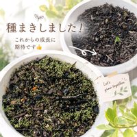 マツバボタン,ナスタチューム,タネまきの画像