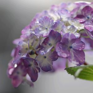 頑張れ✊,アジサイ ラブリーデイ,紫陽花 アジサイ あじさい,ちっちゃいものクラブ,グリーンアクセサリー♪の画像