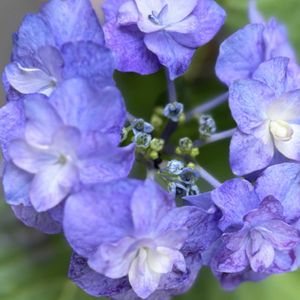 アジサイ,紫陽花　あじさい　アジサイ,紫陽花　雷音,紫陽花 アジサイ あじさい,花のある暮らしの画像