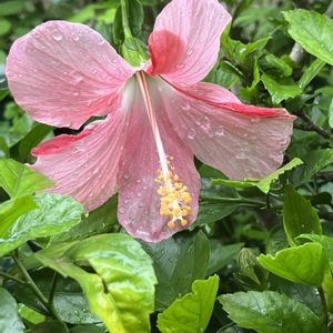 ハイビスカス,ハイビスカス  リリアン,鉢植え,ネコ好き,ピンクの花の画像