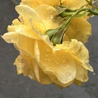 バラ,花のある暮らし,GSのみなさんに感謝♡,日曜ビタミンカラー♪,心にメローイエローの画像