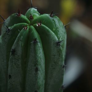 ハオルチア,多肉植物,観葉植物,塊根植物,サボテン科の画像