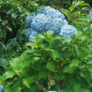 ハオルチア,多肉植物,観葉植物,塊根植物,サボテン科の画像