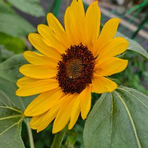 ヒマワリ,スマホで撮影,医療従事者に感謝,お花のボランティア(高齢者施設),夫に感謝の画像