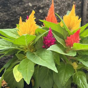ケイトウ,ケイトウ,鉢植え,ネコ好き,花のある暮らしの画像