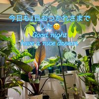 モンステラ,モンステラ デリシオーサ,フィロデンドロンロジョコンゴ,ワイルド,森林浴の画像
