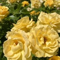 バラ,濁川公園の画像