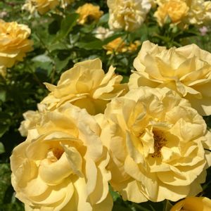 バラ,濁川公園の画像