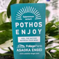 ポトス・エンジョイ,観葉植物の画像