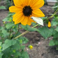 ヒマワリ,かぼちゃの花,家庭菜園の画像