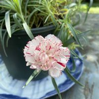 カーネーション,鉢植え,開花,挿し木,緑が好きの画像