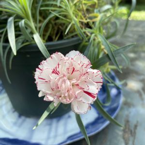 カーネーション,鉢植え,開花,挿し木,緑が好きの画像