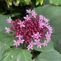 ボタンクサギ,開花,ピンクの花,犬とお散歩,緑が好きの画像