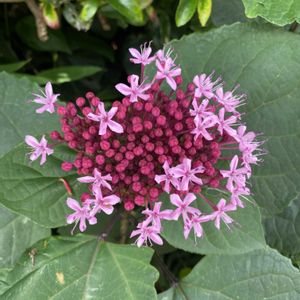 ボタンクサギ,開花,ピンクの花,犬とお散歩,緑が好きの画像