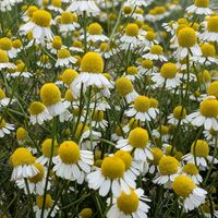 カモミール,可愛い,今日のお花,♡華やか♡,庭の画像