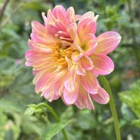 ダリア,ポンポンダリア,ポンポンダリア,鉢植え,ネコ好きの画像