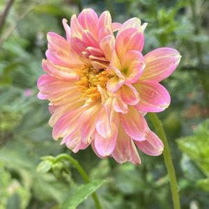 ダリア,ポンポンダリア,ポンポンダリア,鉢植え,ネコ好きの画像