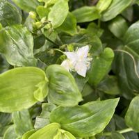 トキワツユクサ,開花,白い花,犬とお散歩,緑が好きの画像