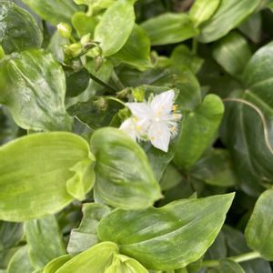 トキワツユクサ,開花,白い花,犬とお散歩,緑が好きの画像