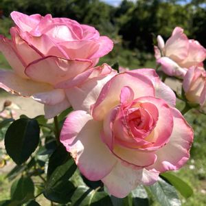 バラ,濁川公園の画像